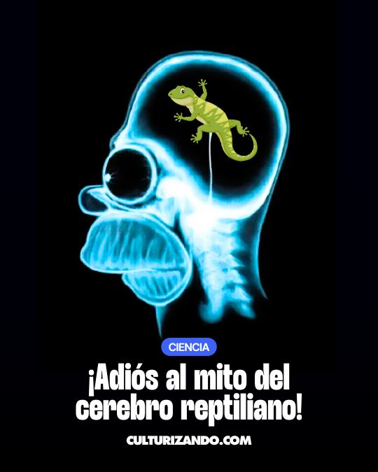 ¡Adiós al mito del cerebro reptiliano!