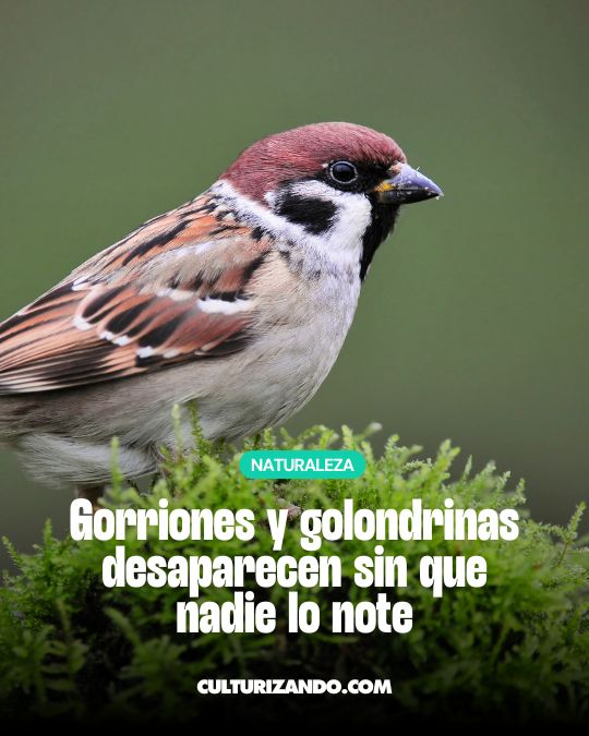 Especies comunes como el gorrión o la golondrina se extinguen sin que nos demos cuenta