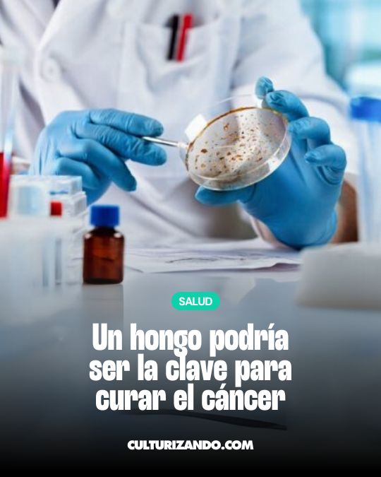 Micoterapia: ¿puede un hongo ser la clave para curar el cáncer?