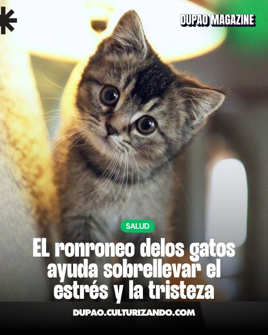 Terapia con gatos: cómo nos ayuda su ronroneo a sobrellevar el estrés y la tristeza