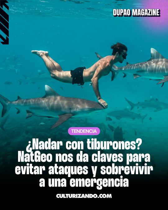 Cómo evitar una mordedura de tiburón