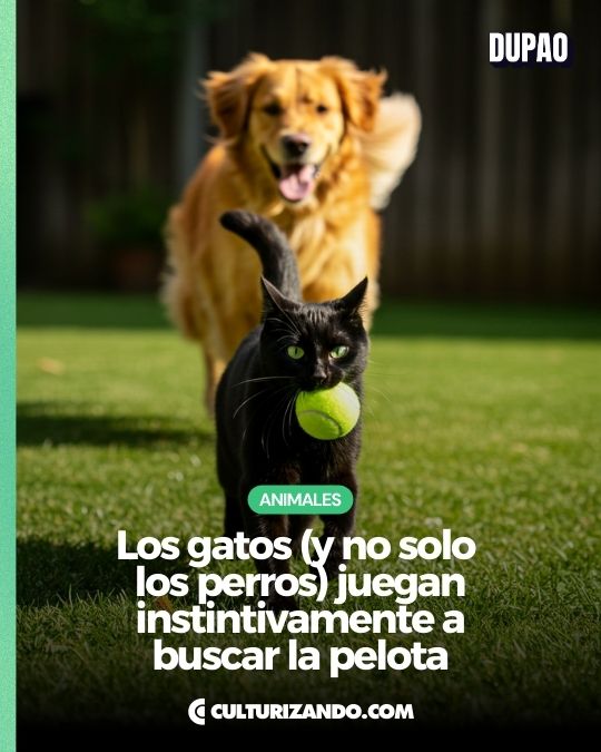 Los gatos (y no solo los perros) juegan instintivamente a buscar la pelota