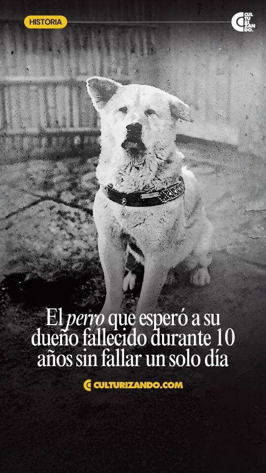 Increíbles historias de lealtad canina: la fidelidad de Hachikō